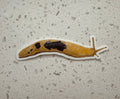 Banana Slug Sticker